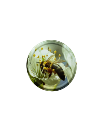 Burkas vāciņš TO-82, Bite...